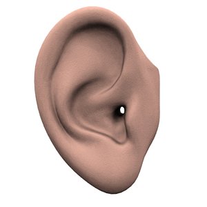 ear.3ds