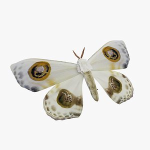 3D model Moth Prodlepsis superans