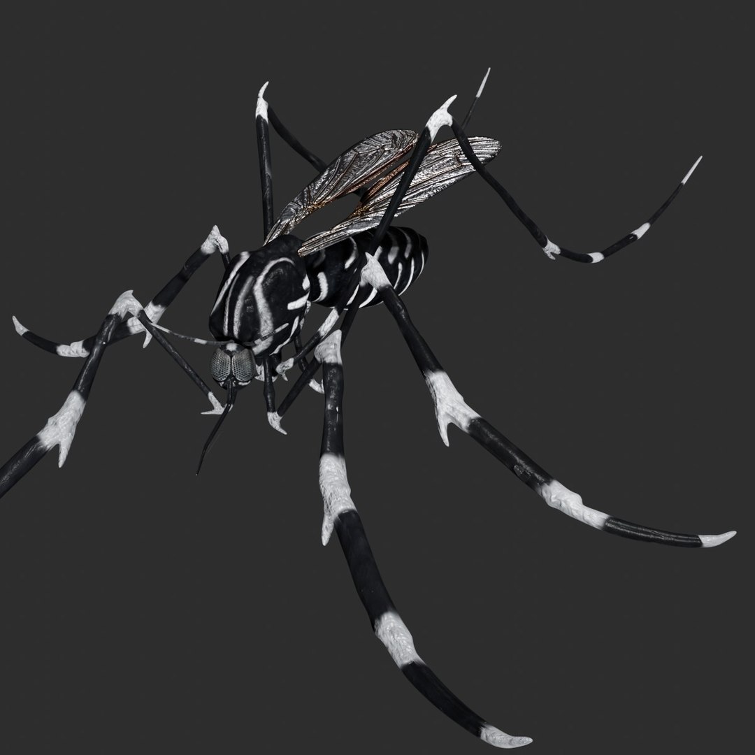 Mosquito Rigged Model - TurboSquid 1658953