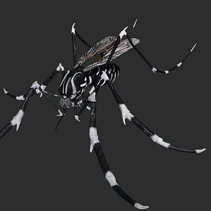 mosquito rigged model