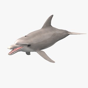 3d bottlenose dolphin model