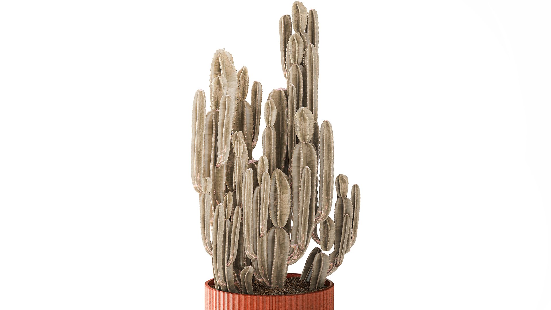 Cereus cactus desert plant in a terracotta-style pot 3D model https://p.turbosquid.com/ts-thumb/H1/jaAbrv/0n/cactus201003/jpg/1793200346/1920x1080/fit_q87/72b90899030300fb6b6e1e5dc85e21477ad3676d/cactus201003.jpg