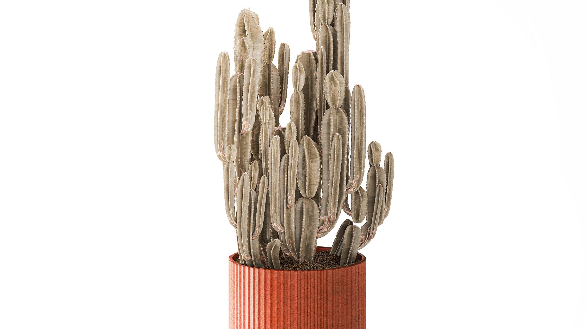 Cereus cactus desert plant in a terracotta-style pot 3D model https://p.turbosquid.com/ts-thumb/H1/jaAbrv/J8/cactus201005/jpg/1793200347/1920x1080/fit_q87/7ecbf50be1821e743e113d46ca54cad053c8f0a0/cactus201005.jpg
