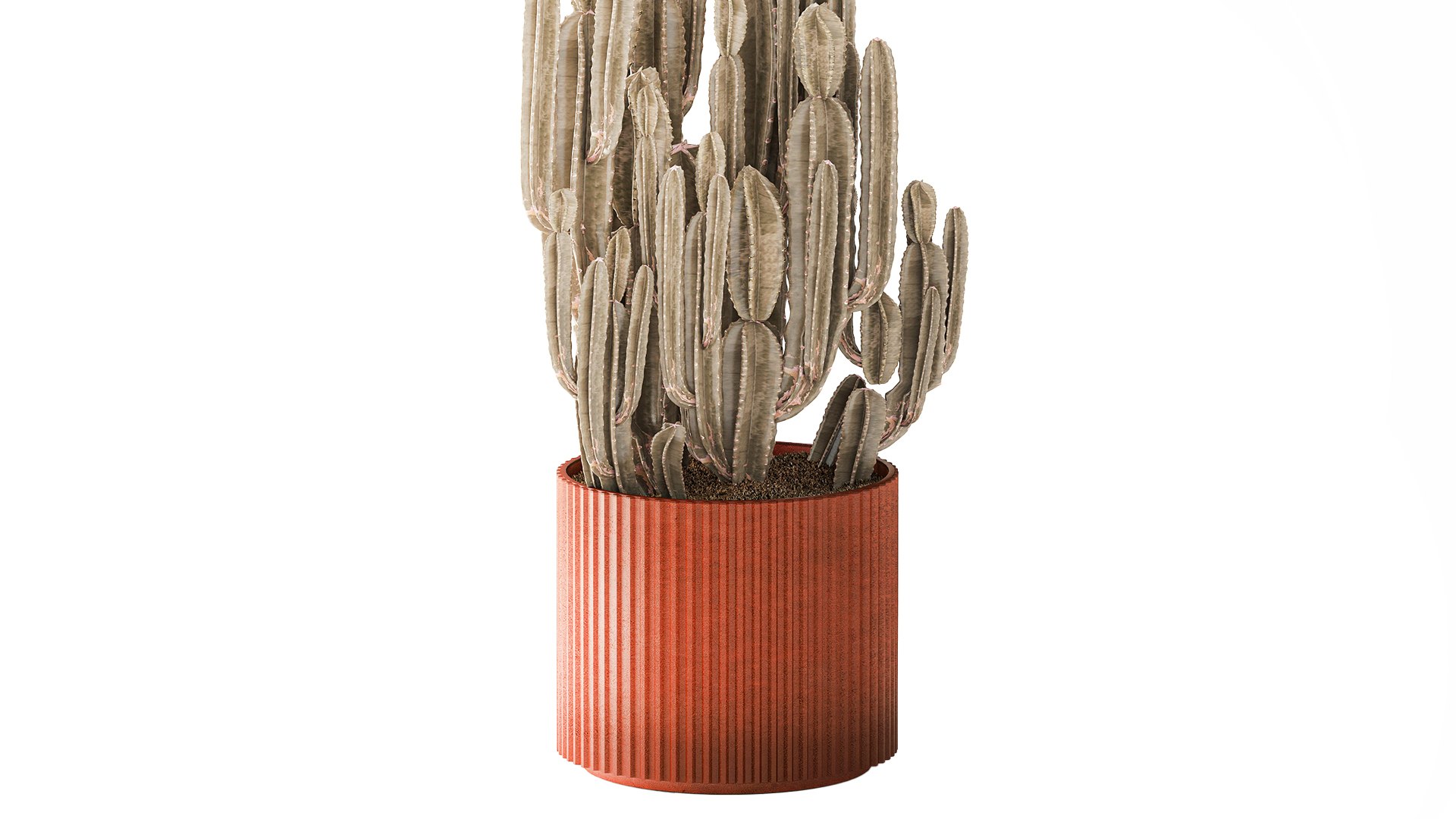 Cereus cactus desert plant in a terracotta-style pot 3D model https://p.turbosquid.com/ts-thumb/H1/jaAbrv/Vl/cactus201004/jpg/1793200347/1920x1080/fit_q87/2ab355c38679359c09fe1f18b00963421cd02f2f/cactus201004.jpg
