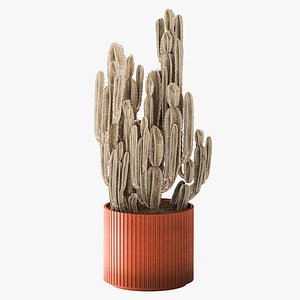 Cereus cactus desert plant in a terracotta-style pot