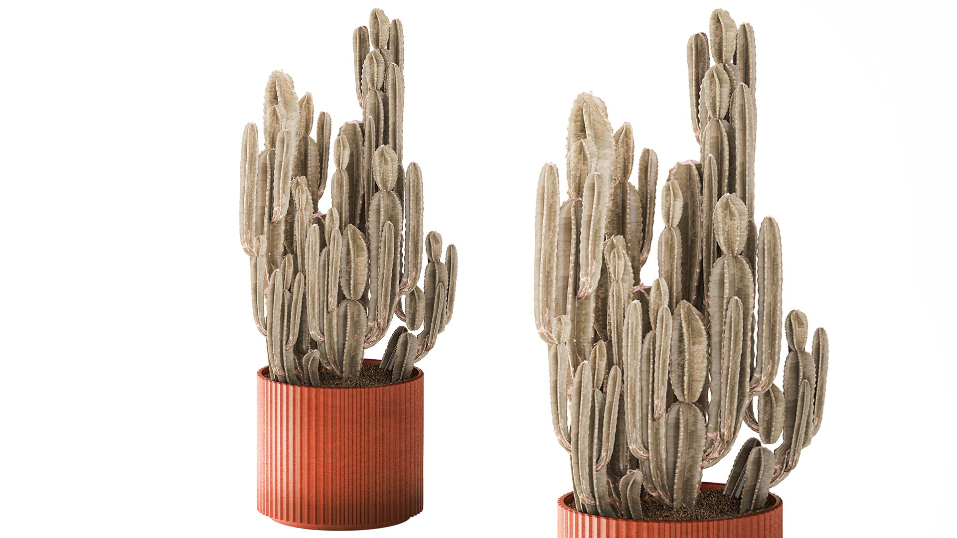 Cereus cactus desert plant in a terracotta-style pot 3D model https://p.turbosquid.com/ts-thumb/H1/jaAbrv/ui/cactus201006/jpg/1793200348/1920x1080/fit_q87/0edf1a651b4803091a1ddcc35a0157c78e5e9d56/cactus201006.jpg