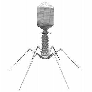 3D t-4 bacteriophage