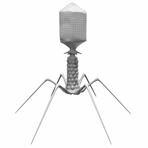 T-4 Bacteriophage