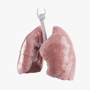 Human Lungs Anatomy 3D model