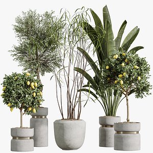 AV Indoor Plants Set 288 Fruit Lemon Tree and Banana Nicolai and Ficus Dracaena Marginata and Olive