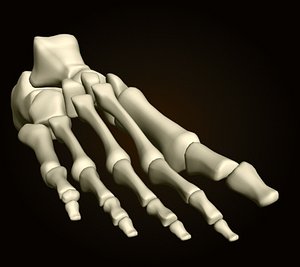 foot bones 3d model