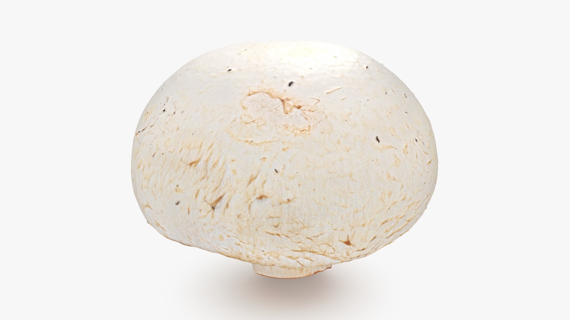 3D Champignon Mushroom 01 https://p.turbosquid.com/ts-thumb/H1/w9dVOI/6T/champignon01_b0016/jpg/1719424344/1920x1080/fit_q87/98ed99770dd1b00a0542bf12e65860f66d8f4c14/champignon01_b0016.jpg