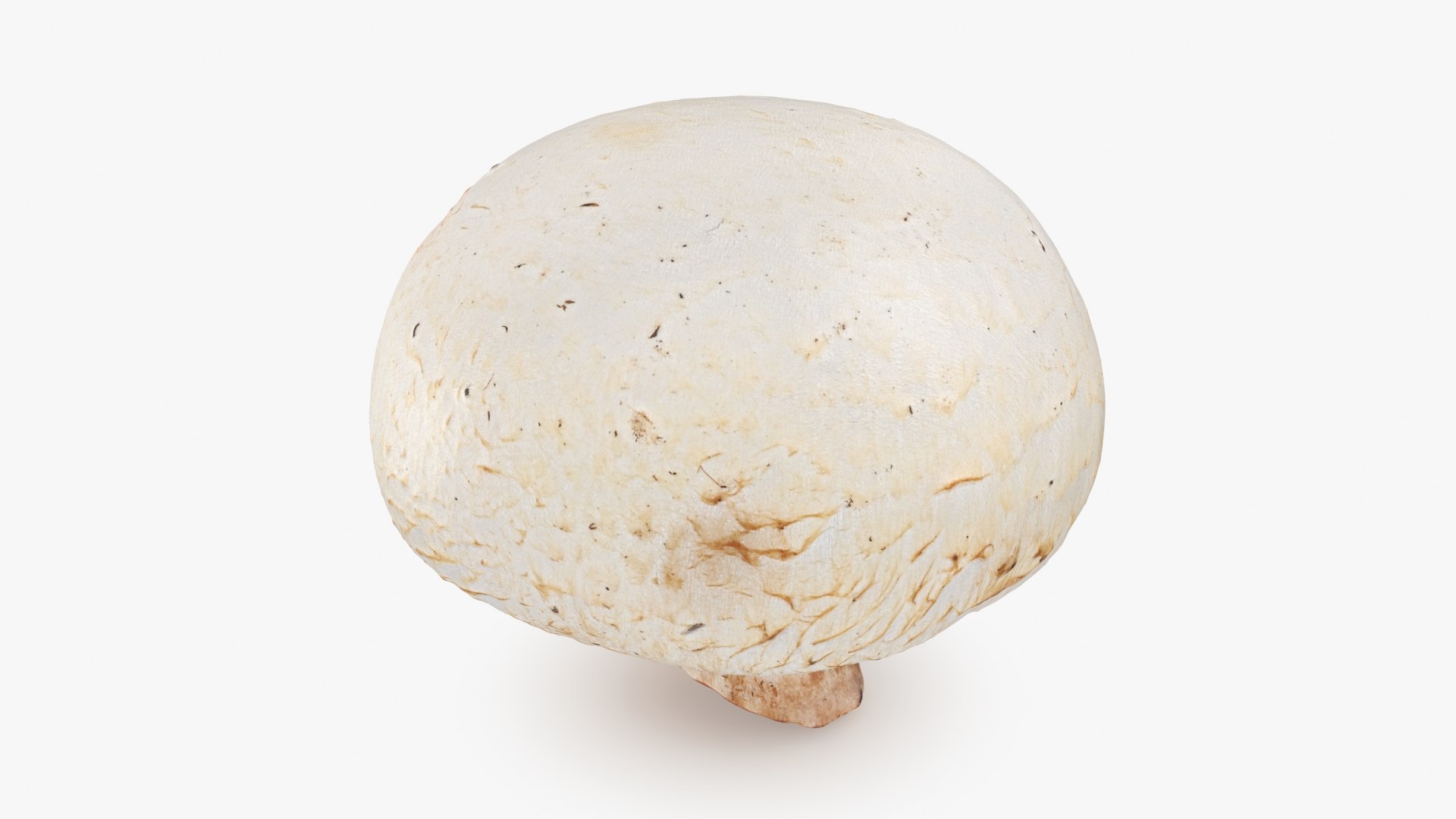 3D Champignon Mushroom 01 https://p.turbosquid.com/ts-thumb/H1/w9dVOI/7p/champignon01_b0012/jpg/1719424342/1920x1080/fit_q87/061aceb021ec8d523f3617ca6d91de21f6d2e3c4/champignon01_b0012.jpg