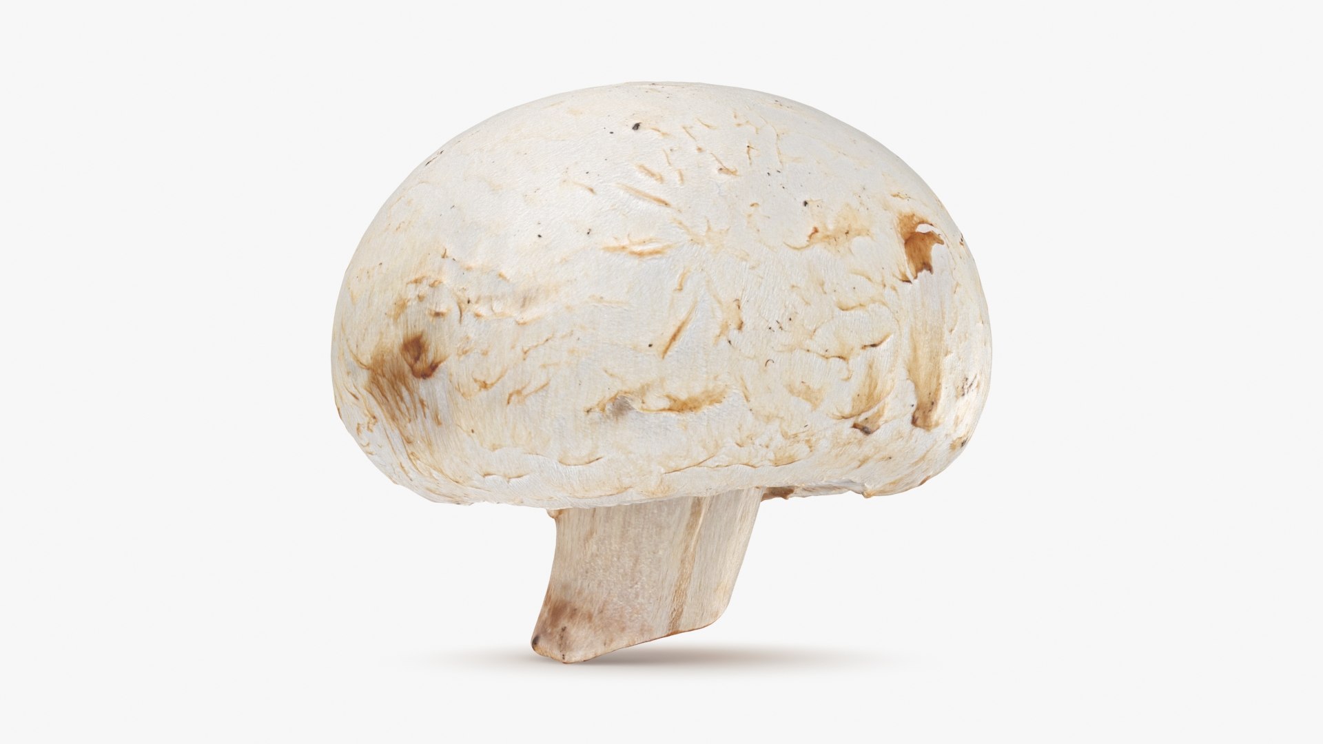3D Champignon Mushroom 01 https://p.turbosquid.com/ts-thumb/H1/w9dVOI/88/champignon01_b0004/jpg/1719424337/1920x1080/fit_q87/acbbef6a85bb8e80730bdee9b9536d3db99fec5d/champignon01_b0004.jpg