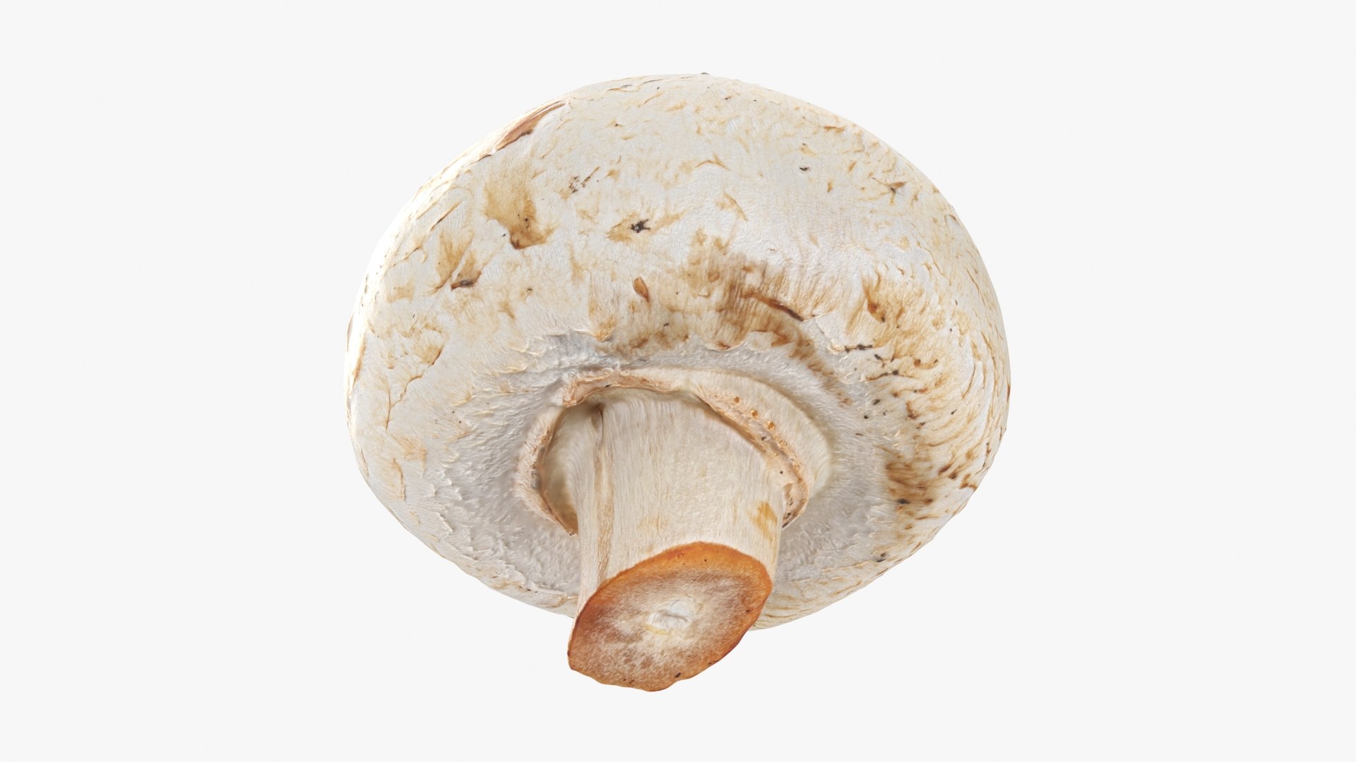 3D Champignon Mushroom 01 https://p.turbosquid.com/ts-thumb/H1/w9dVOI/90/champignon01_b0022/jpg/1719424344/1920x1080/fit_q87/bdcbef6405986c9ea31653d8499687662b7dcdec/champignon01_b0022.jpg