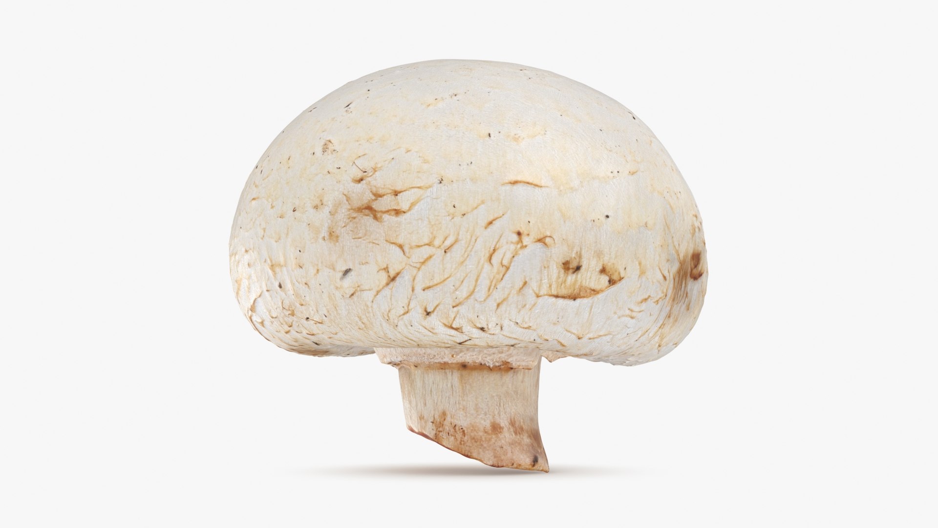 3D Champignon Mushroom 01 https://p.turbosquid.com/ts-thumb/H1/w9dVOI/AU/champignon01_b0008/jpg/1719424339/1920x1080/fit_q87/f01904ba73dcb998875ba561b3c8c30cef16e981/champignon01_b0008.jpg