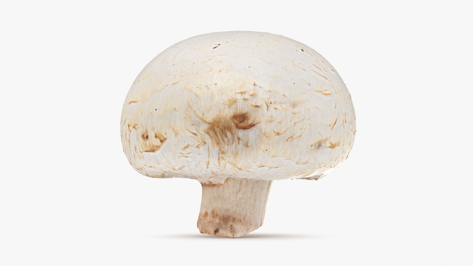 3D Champignon Mushroom 01 https://p.turbosquid.com/ts-thumb/H1/w9dVOI/Bt/champignon01_b0010/jpg/1719424340/1920x1080/fit_q87/d0fa29e12fcd9cc213499ad709485efd1eac87c5/champignon01_b0010.jpg
