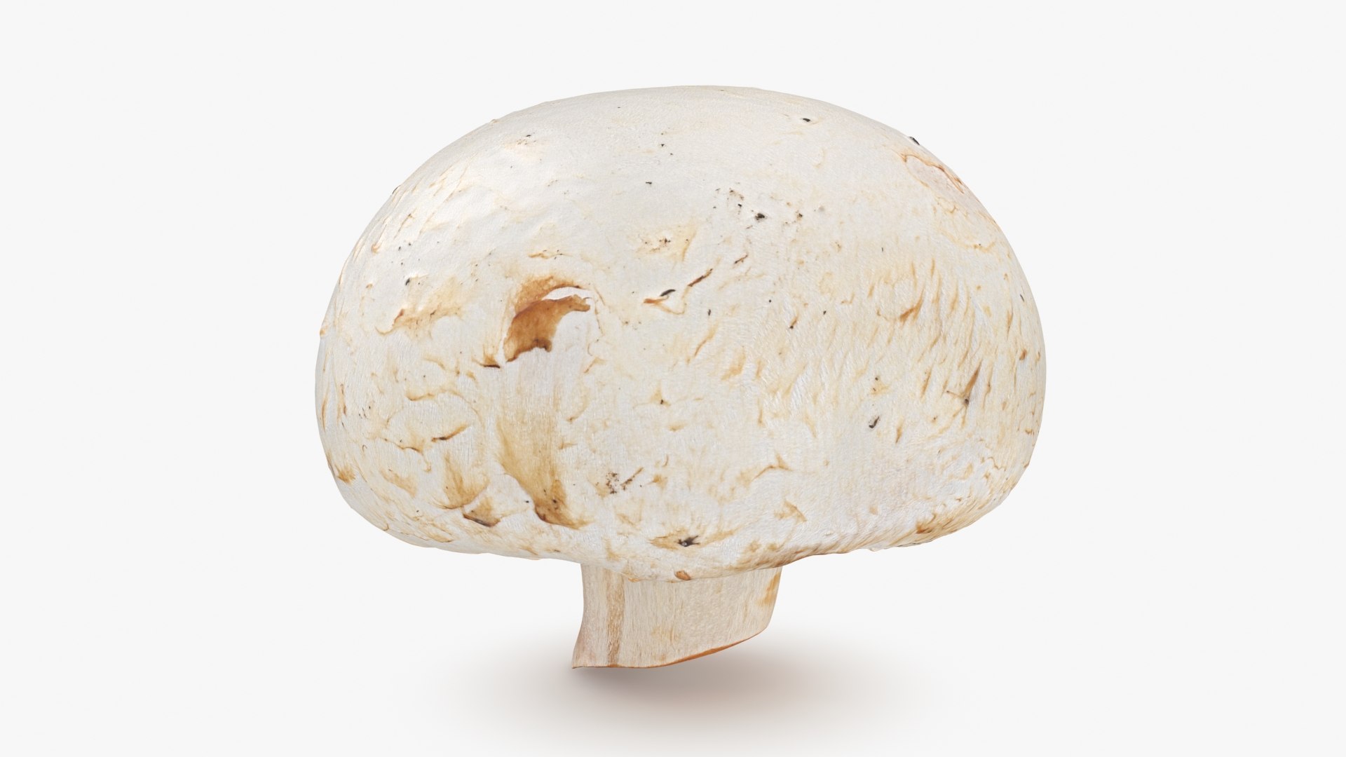 3D Champignon Mushroom 01 https://p.turbosquid.com/ts-thumb/H1/w9dVOI/F0/champignon01_b0000/jpg/1719424339/1920x1080/fit_q87/81bebff9a1f3f727e040573263418b4b8fbf4a72/champignon01_b0000.jpg