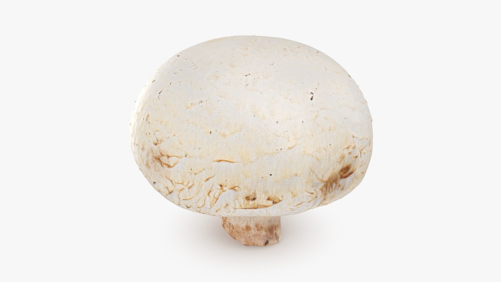 3D Champignon Mushroom 01 https://p.turbosquid.com/ts-thumb/H1/w9dVOI/KA/champignon01_b0002/jpg/1719424336/1920x1080/fit_q87/67aebc4d9d85f0bffd23710a8ba78d112d2861fc/champignon01_b0002.jpg