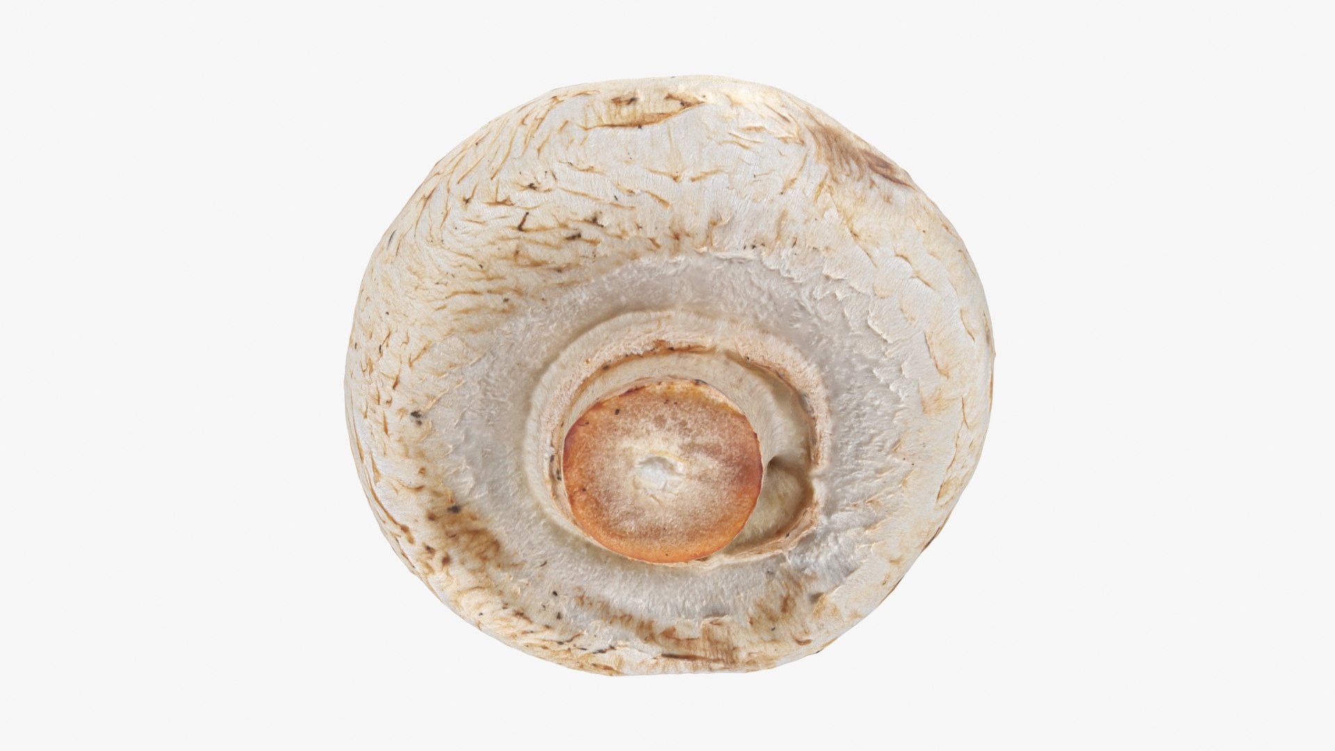 3D Champignon Mushroom 01 https://p.turbosquid.com/ts-thumb/H1/w9dVOI/Uq/champignon01_b0020/jpg/1719424343/1920x1080/fit_q87/ef6934357e271f5a1e863ece3108a66d0acf758c/champignon01_b0020.jpg