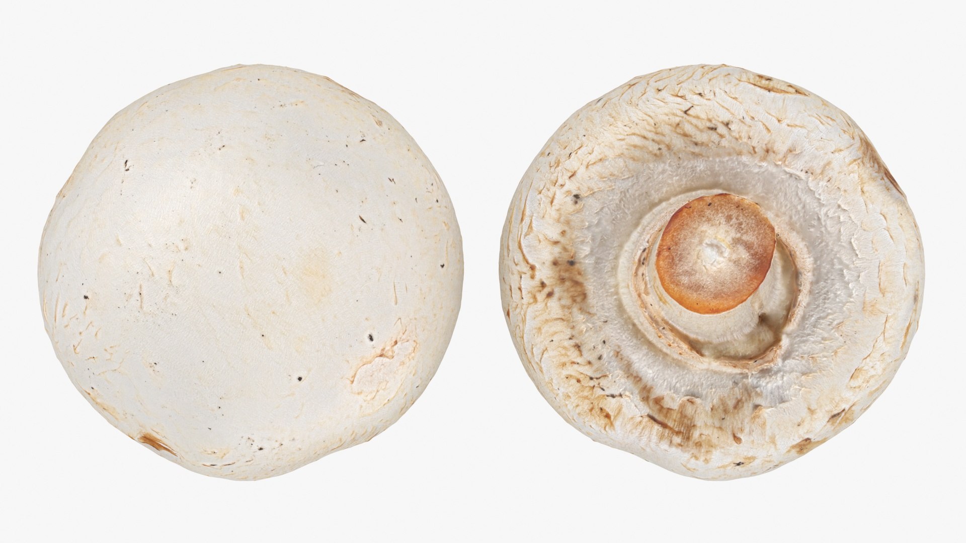 3D Champignon Mushroom 01 https://p.turbosquid.com/ts-thumb/H1/w9dVOI/WR/champignon01_a0002/jpg/1719424334/1920x1080/fit_q87/20c87c777787a8cca7b3c00e28cbde7674251a33/champignon01_a0002.jpg
