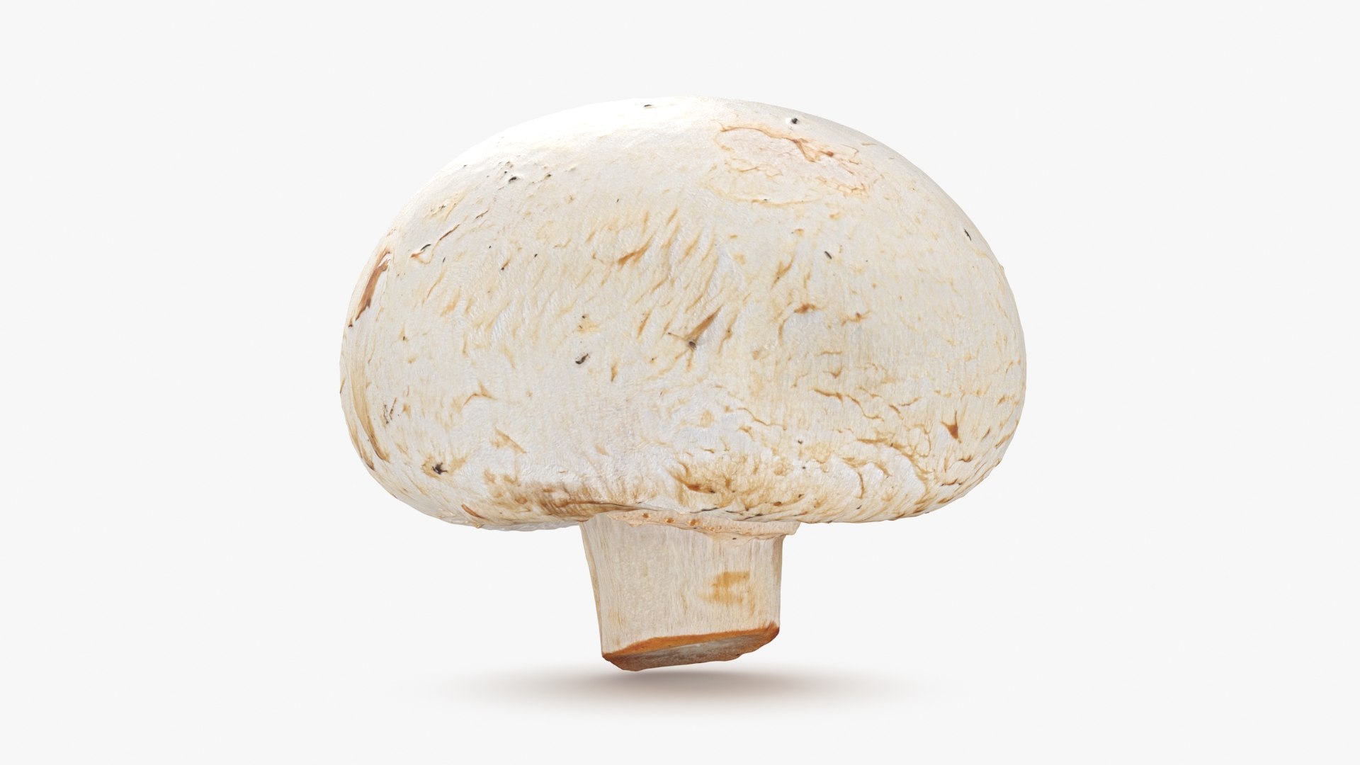 3D Champignon Mushroom 01 https://p.turbosquid.com/ts-thumb/H1/w9dVOI/Ww/champignon01_b0006/jpg/1719424338/1920x1080/fit_q87/262bc6caed907a248020fc3948786e1b344e297b/champignon01_b0006.jpg