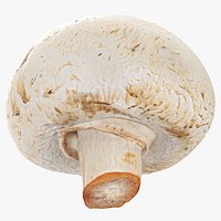 Champignon Mushroom 01