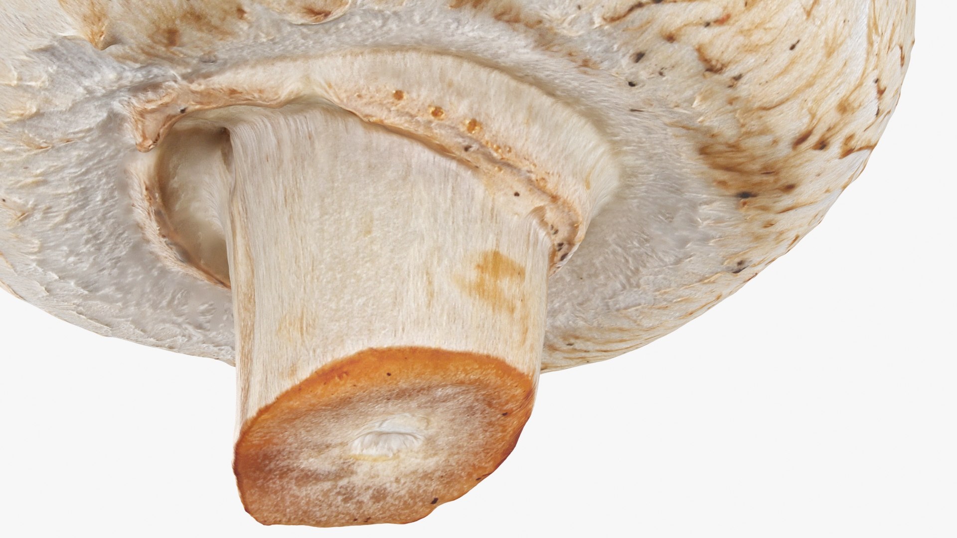 3D Champignon Mushroom 01 https://p.turbosquid.com/ts-thumb/H1/w9dVOI/pF/champignon01_b0024/jpg/1719424345/1920x1080/fit_q87/8aa8b687a097710d29a65e83c3eaf07fa89933c4/champignon01_b0024.jpg