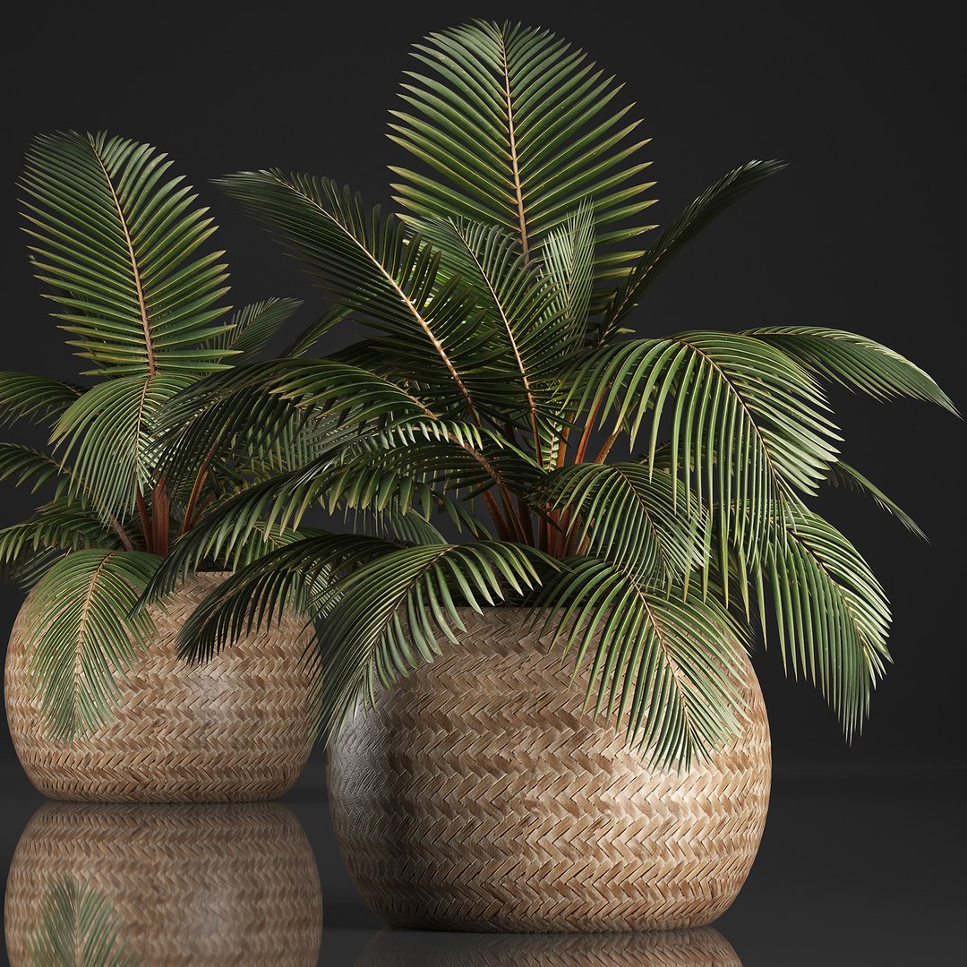 Houseplants Decorative Palm Tree 3D TurboSquid 1421911