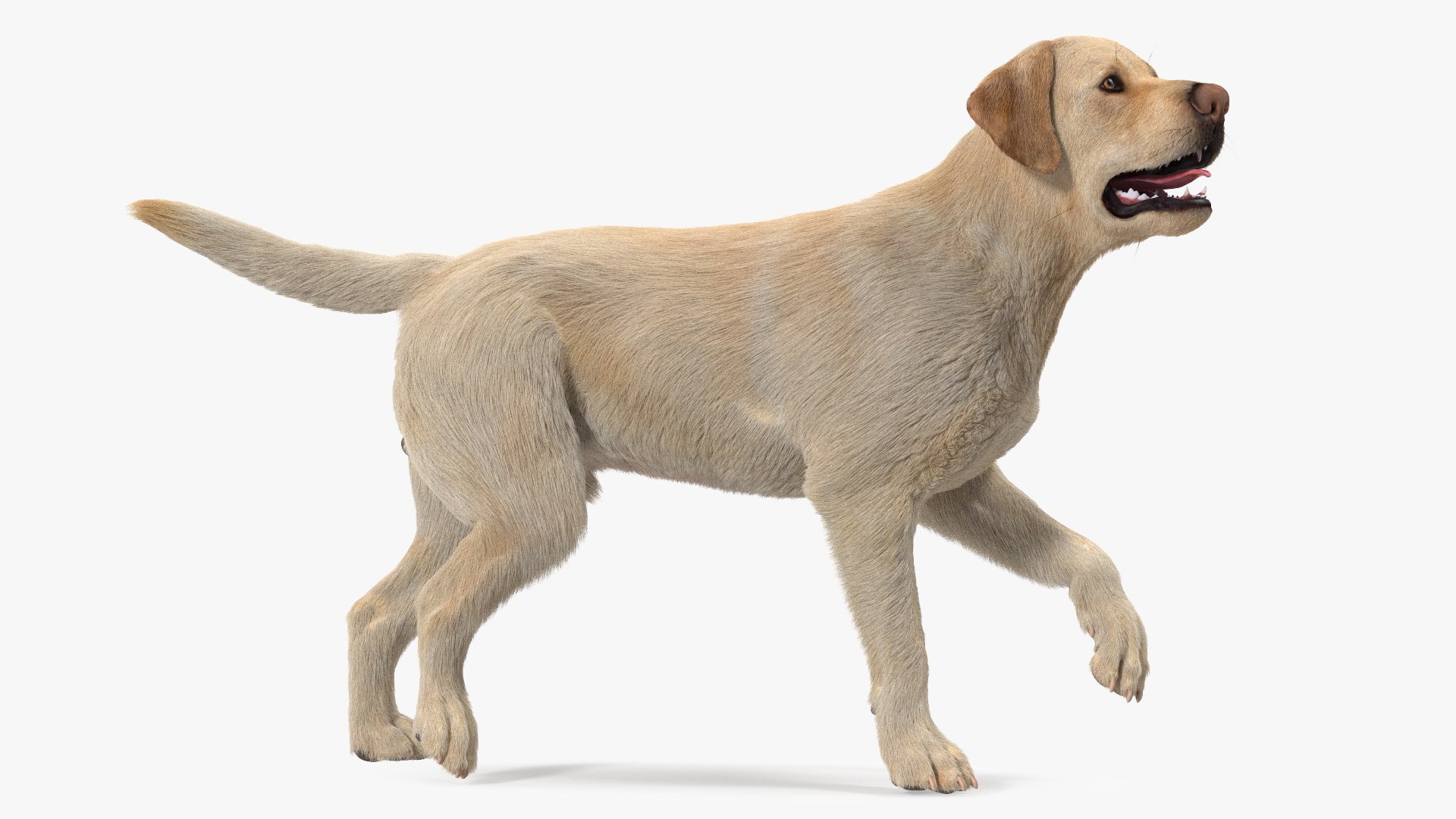Labrador Dog White Walking Fur 3D model preview