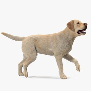 3D Labrador Dog White Walking Fur model