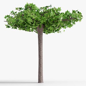 Platanus hispanica roof form