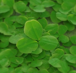 3D model white clover