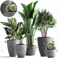 Collection Exotic plants 378