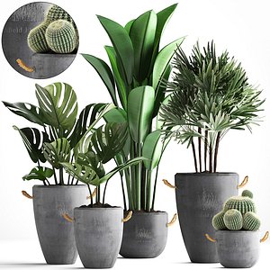 Collection Exotic plants 378