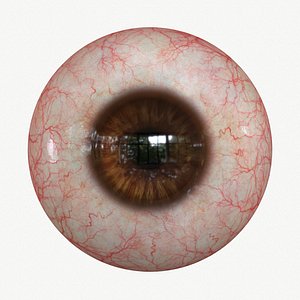Eye Brown Real-time 4k texture Marmoset Toolbag3 Maya FBX OBJ 3D
