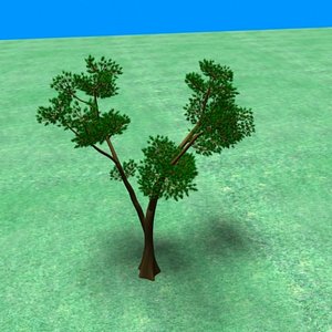 bonsai