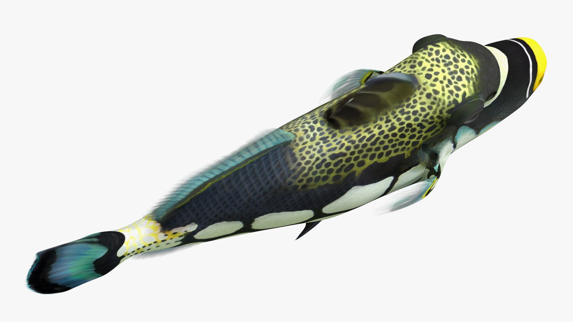 Balistoides Conspicillum or Bigspotted Triggerfish Rigged for Cinema 4D 3D model https://p.turbosquid.com/ts-thumb/H2/guBr6d/nW/balistoidesconspicillumorbigspottedtriggerfishriggedforcinema4dmb3dmodel029/jpg/1725490034/1920x1080/fit_q87/e01d90637e0d238d6bb3154e5884e1ddf96dc531/balistoidesconspicillumorbigspottedtriggerfishriggedforcinema4dmb3dmodel029.jpg