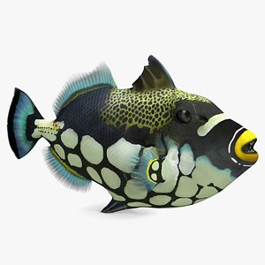 Balistoides Conspicillum or Bigspotted Triggerfish Rigged for Cinema 4D 3D model