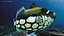 Balistoides Conspicillum or Bigspotted Triggerfish Rigged for Cinema 4D