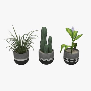 Indoor Plants Pack 3D model