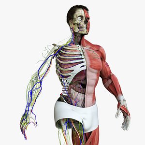 Motion Capture Male Anatomy