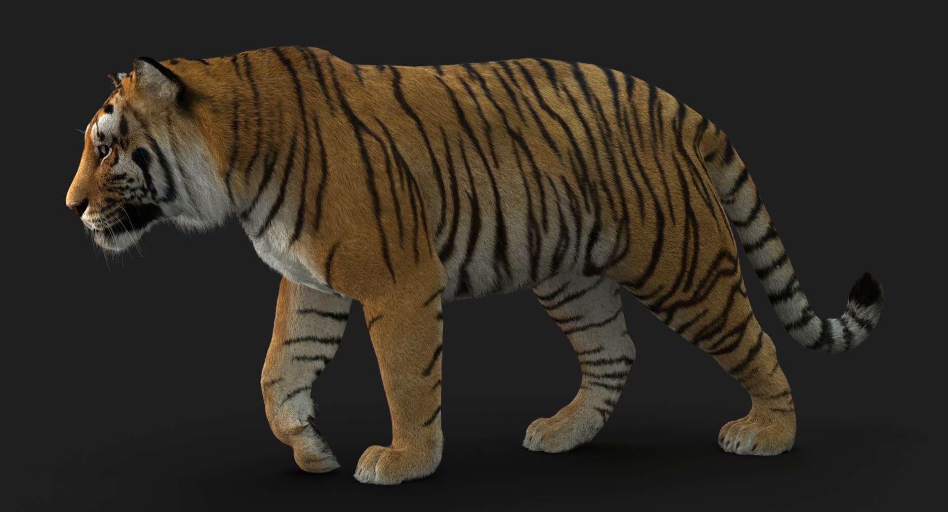 3D tiger animation fur 4 https://p.turbosquid.com/ts-thumb/H2/yADtHR/3HnvaRm2/sig3/jpg/1496792118/1920x1080/fit_q87/45ac93270d34d374575823ea2c76b3f5de25efc8/sig3.jpg
