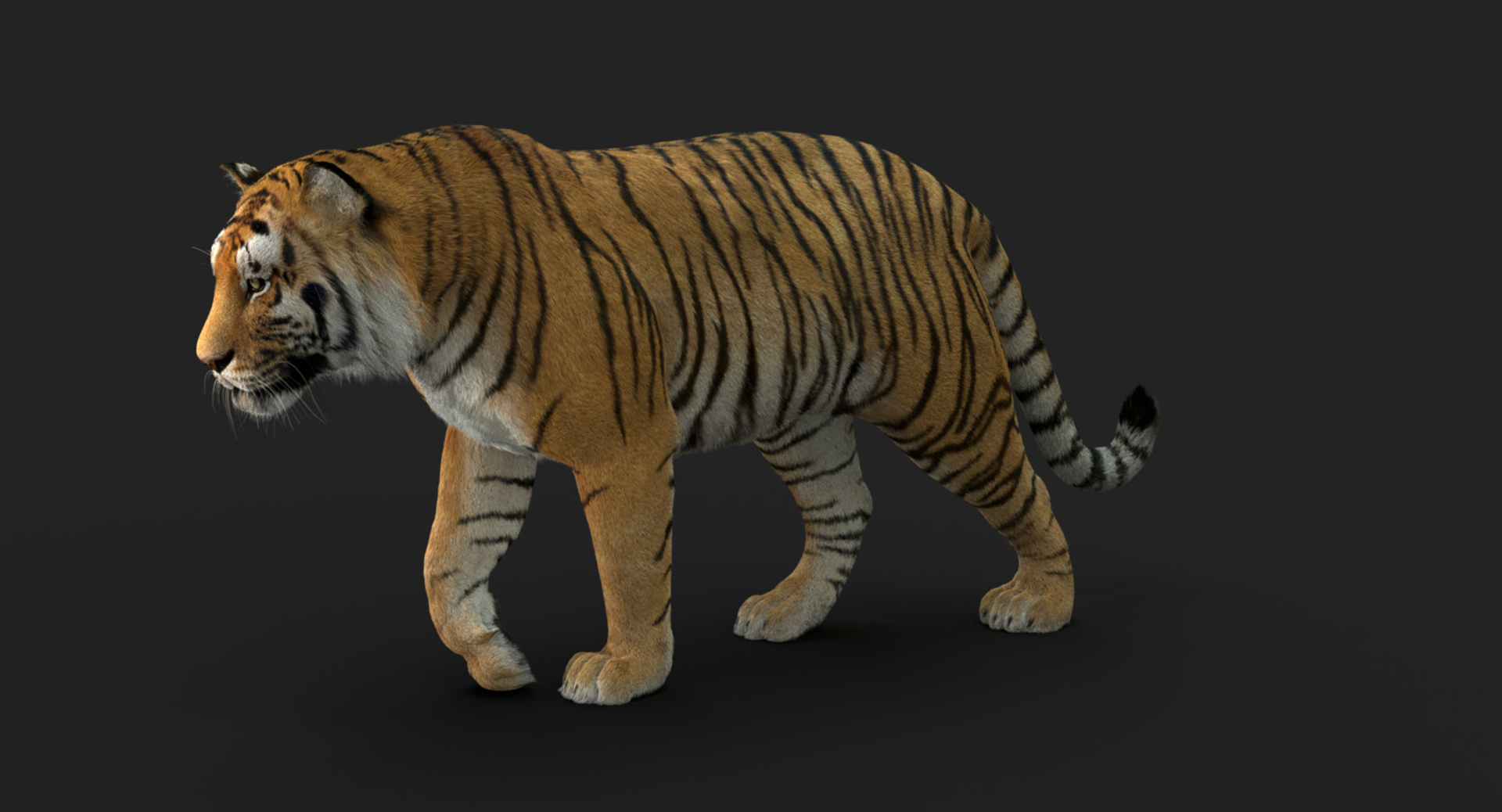 modelo 3d Tigre de Bengala (FUR) (ANIMADO) - TurboSquid 1481168