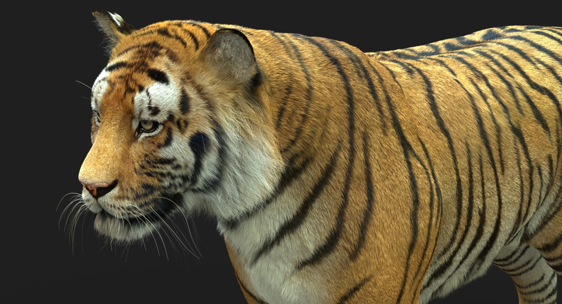 3D tiger animation fur 4 https://p.turbosquid.com/ts-thumb/H2/yADtHR/FWw3c1DL/sig7/jpg/1496792240/1920x1080/fit_q87/a26d943b4223af8417e6cd9e24a34729ce99e445/sig7.jpg