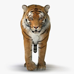 Tigre de Bengala ANIMADO XGEN Modelo 3D - TurboSquid 1643030