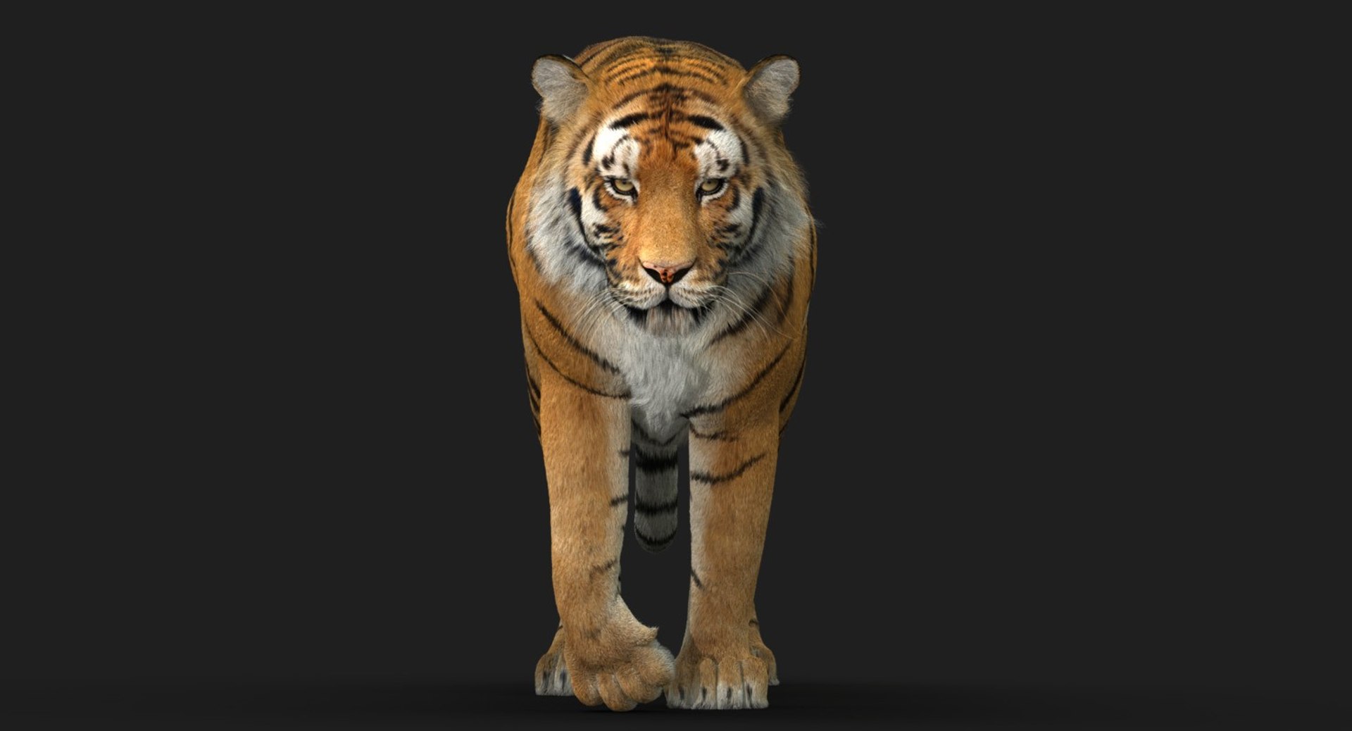 modèle 3D de Tigre Blanc avec animation - TurboSquid 1367419