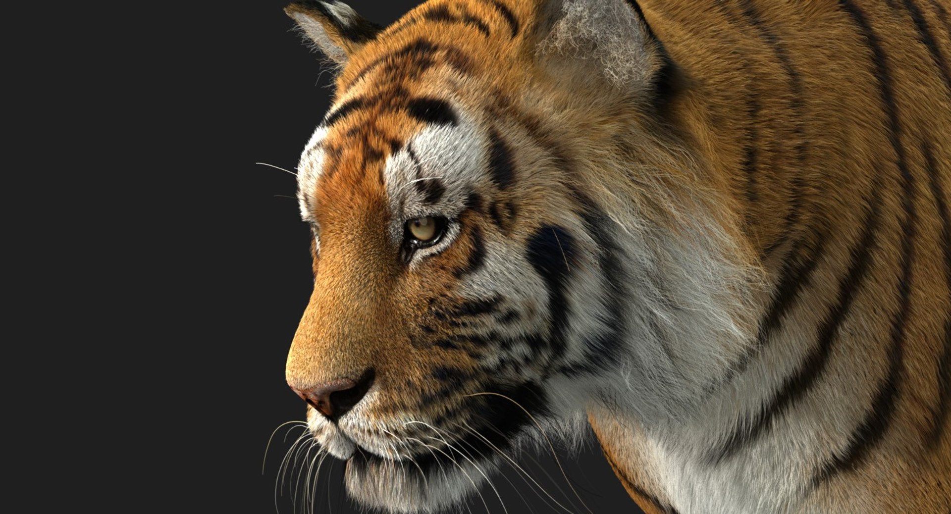 3D bengal tiger animation fur - TurboSquid 1481168