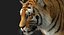 Tiger (4) (Animated) (Fur)