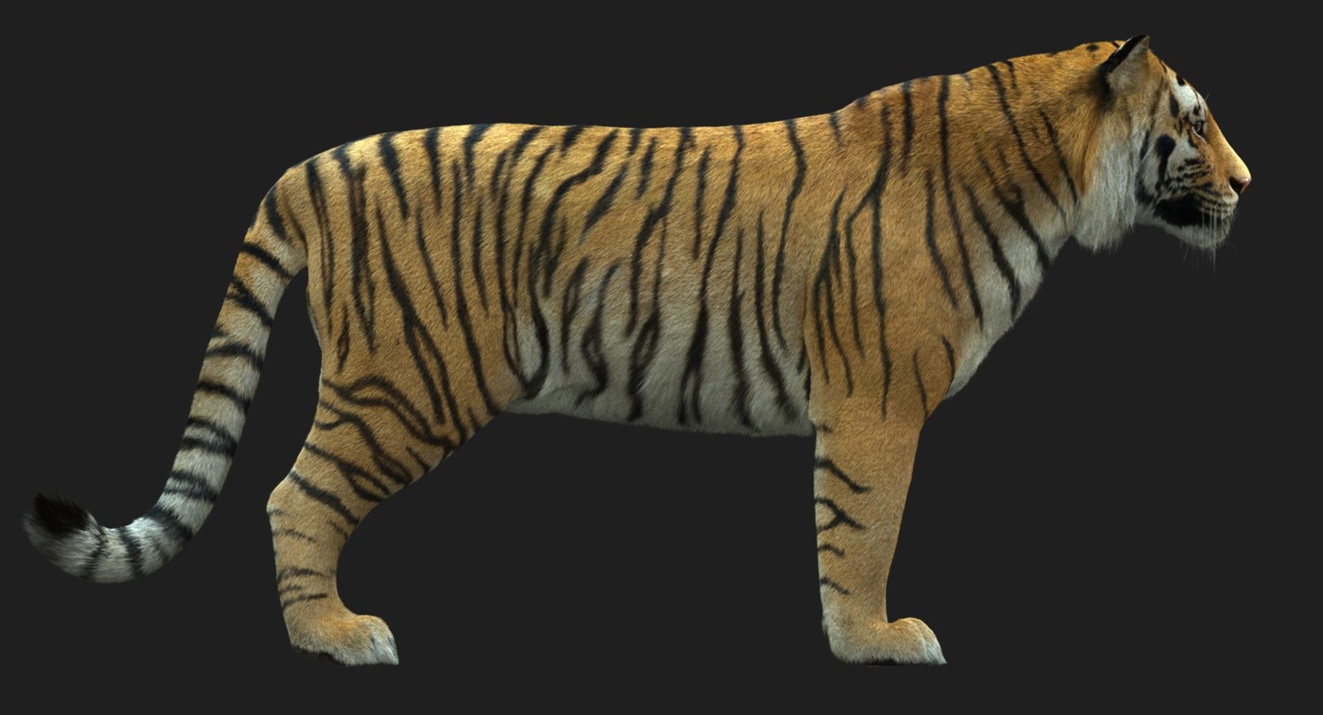 modelo 3d Tigre de Bengala (FUR) (ANIMADO) - TurboSquid 1481168